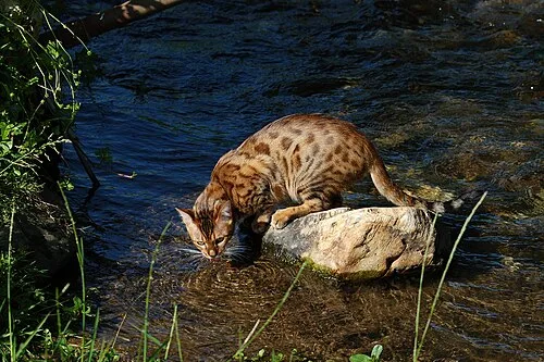 Bengal