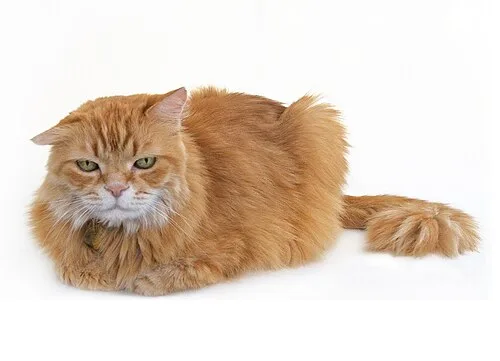 Persian