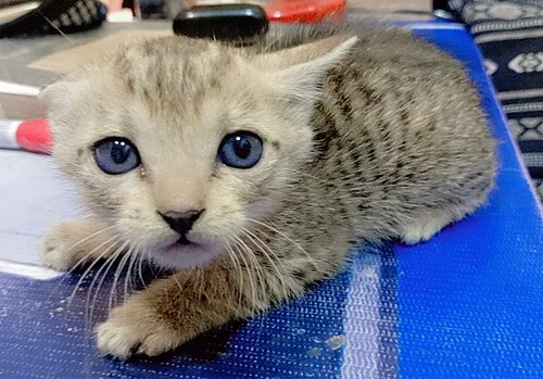 Scottish Fold