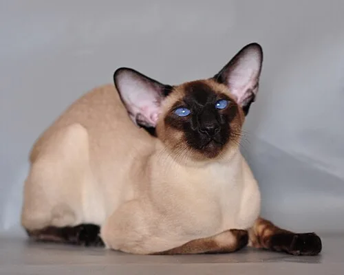 Siamese