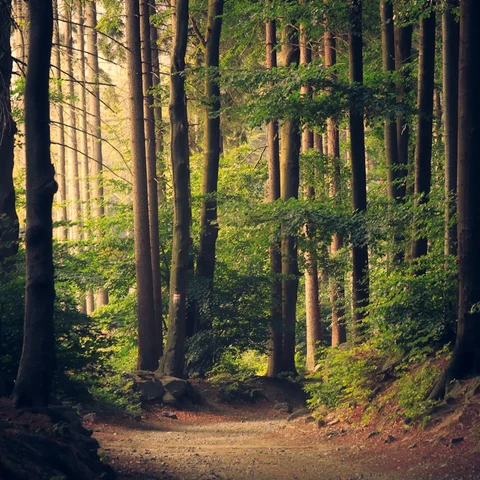 Emerald forest