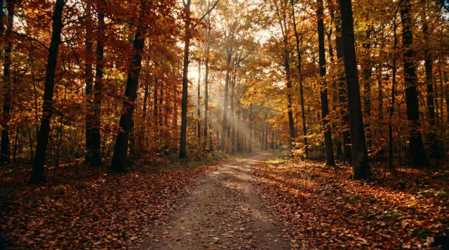 Example 22 — Autumn Forest Path