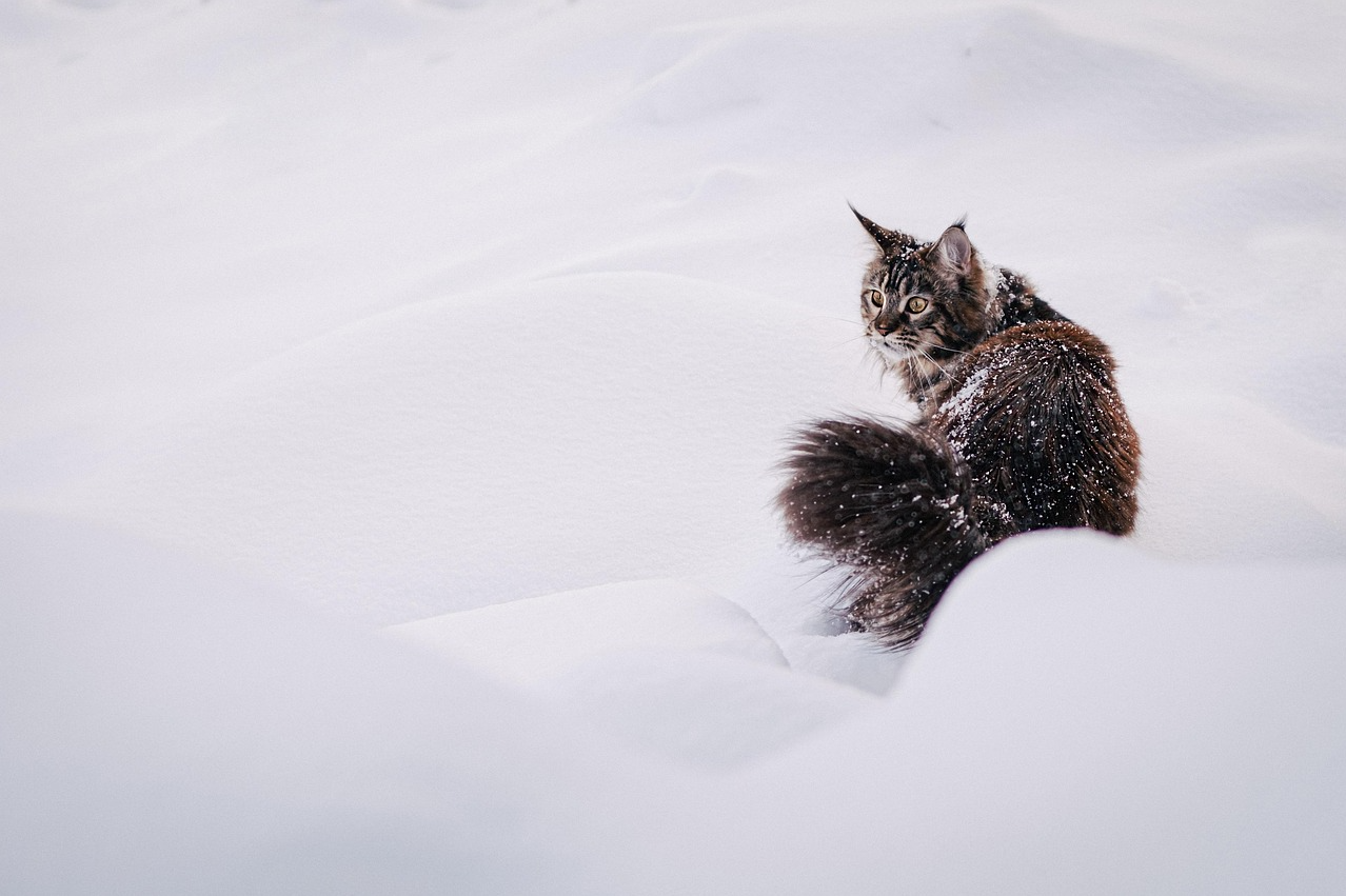 Cat sitting in snow used as Hailuo image-to-video input