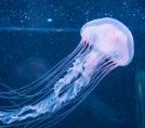 Jellyfish texture style reference